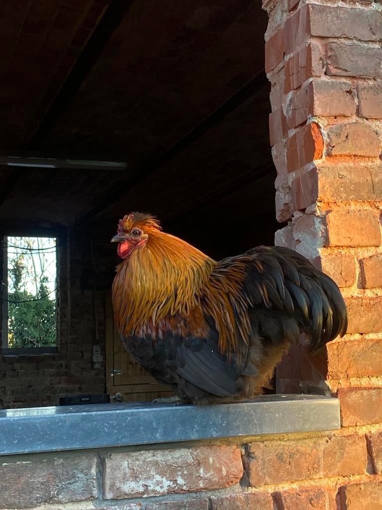 Haantje, Dieren en Toebehoren, Pluimvee