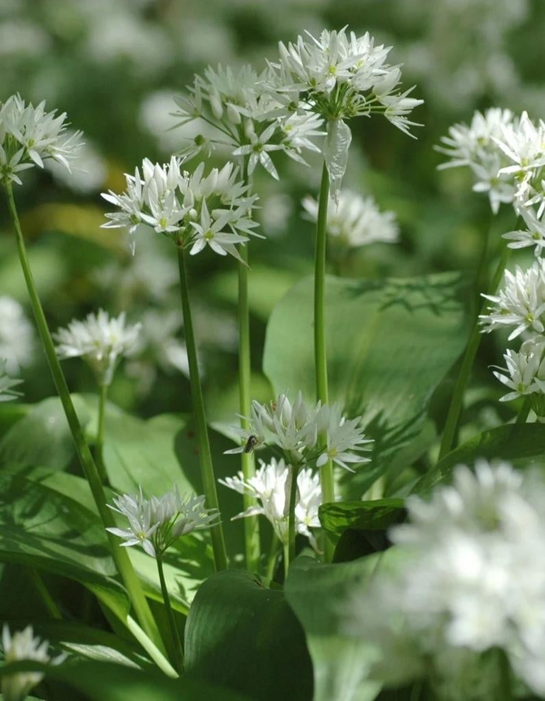 Daslook gratis gezocht, Ophalen of Verzenden