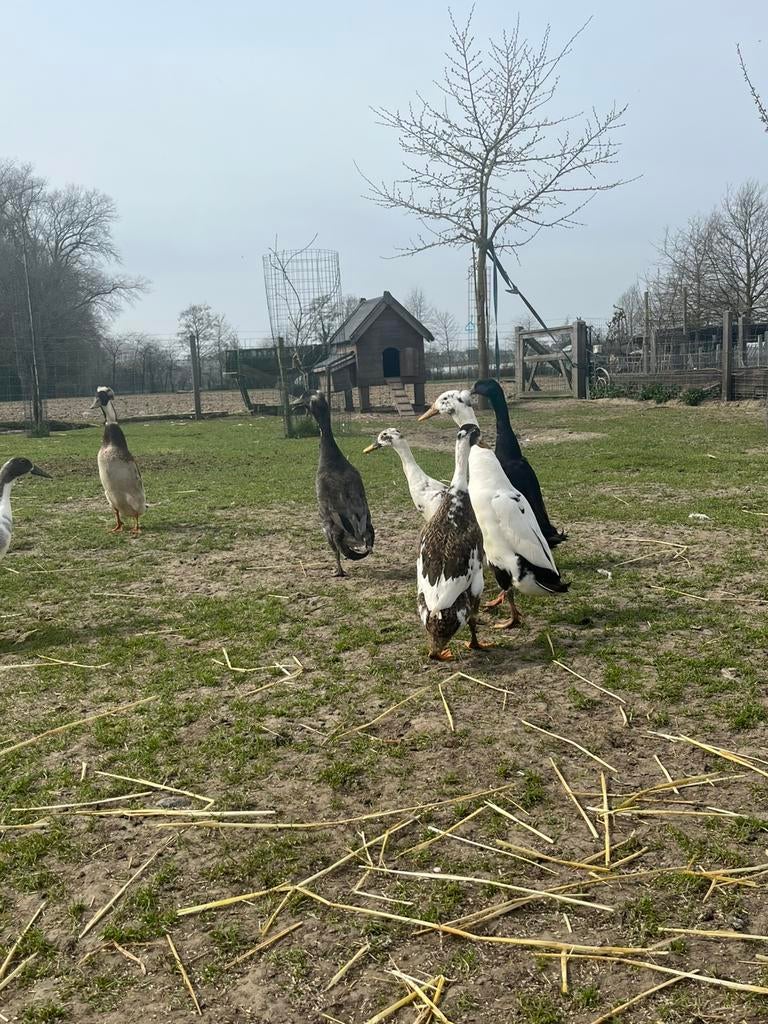 Broedeieren loopeenden (kans op kuif), Dieren en Toebehoren, Pluimvee, Geslacht onbekend, Eend