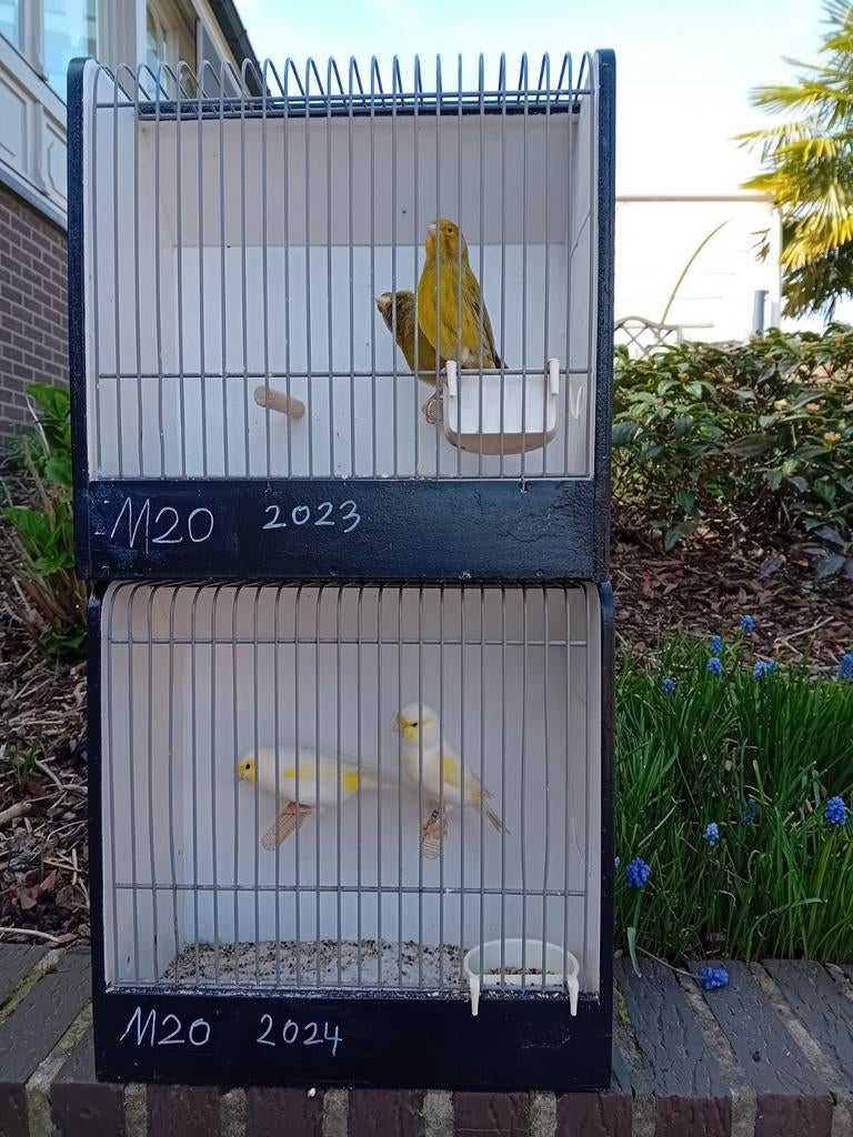 Mooien groote gezonde vogels kanaries topkwalitijd, Animaux & Accessoires, Animaux Autre, Mâle, Mai