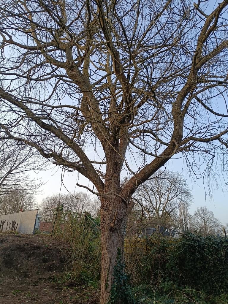 Brandhout gratis, Ophalen