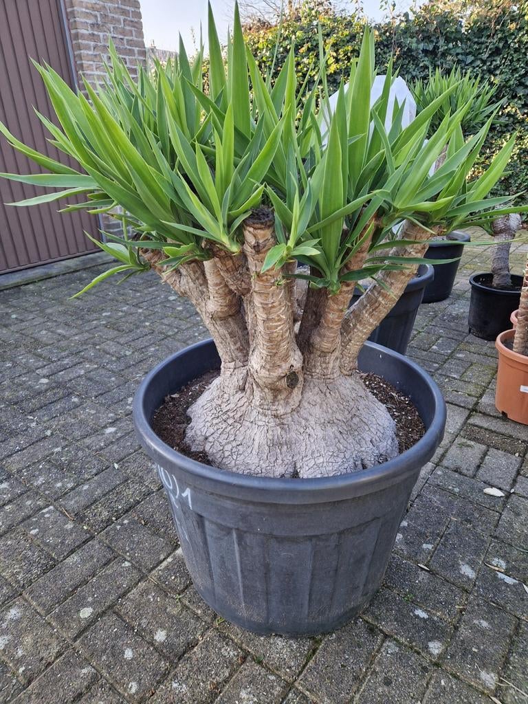 Prachtige yucca., Ophalen