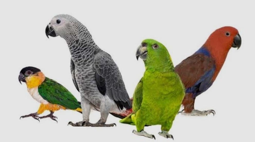 Gezocht Kromsnavels handopfok, Dieren en Toebehoren, Vogels | Parkieten en Papegaaien, Geringd