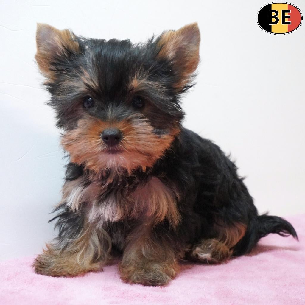 Yorkshire Terriër - chiots belges à vendre, Commerçant, Yorkshire Terrier, 8 à 15 semaines, Plusieurs