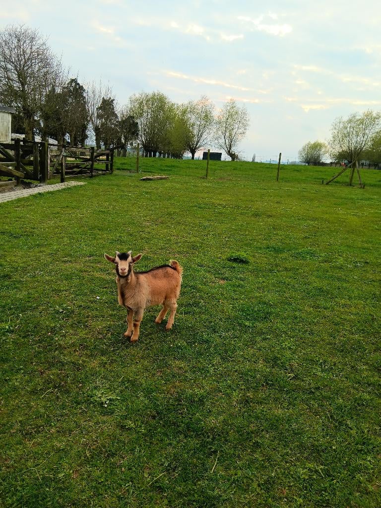 Geitebok, December, Mannelijk