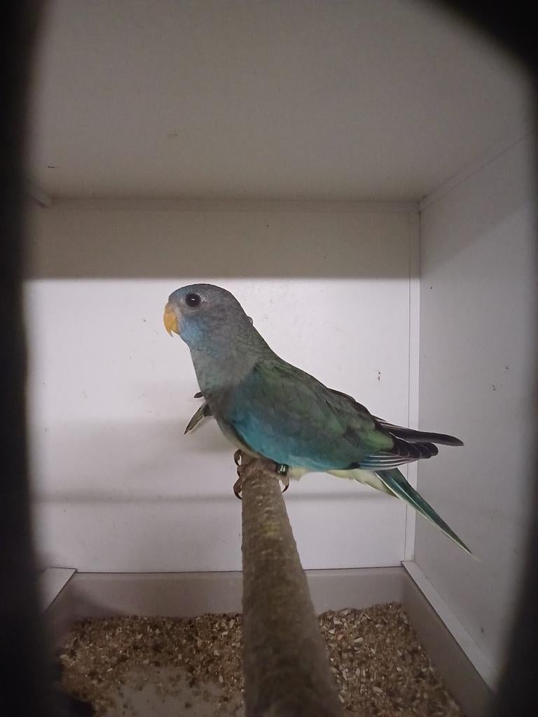 Perruche splendide femelle 2026, Femelle, Perruche, Bagué