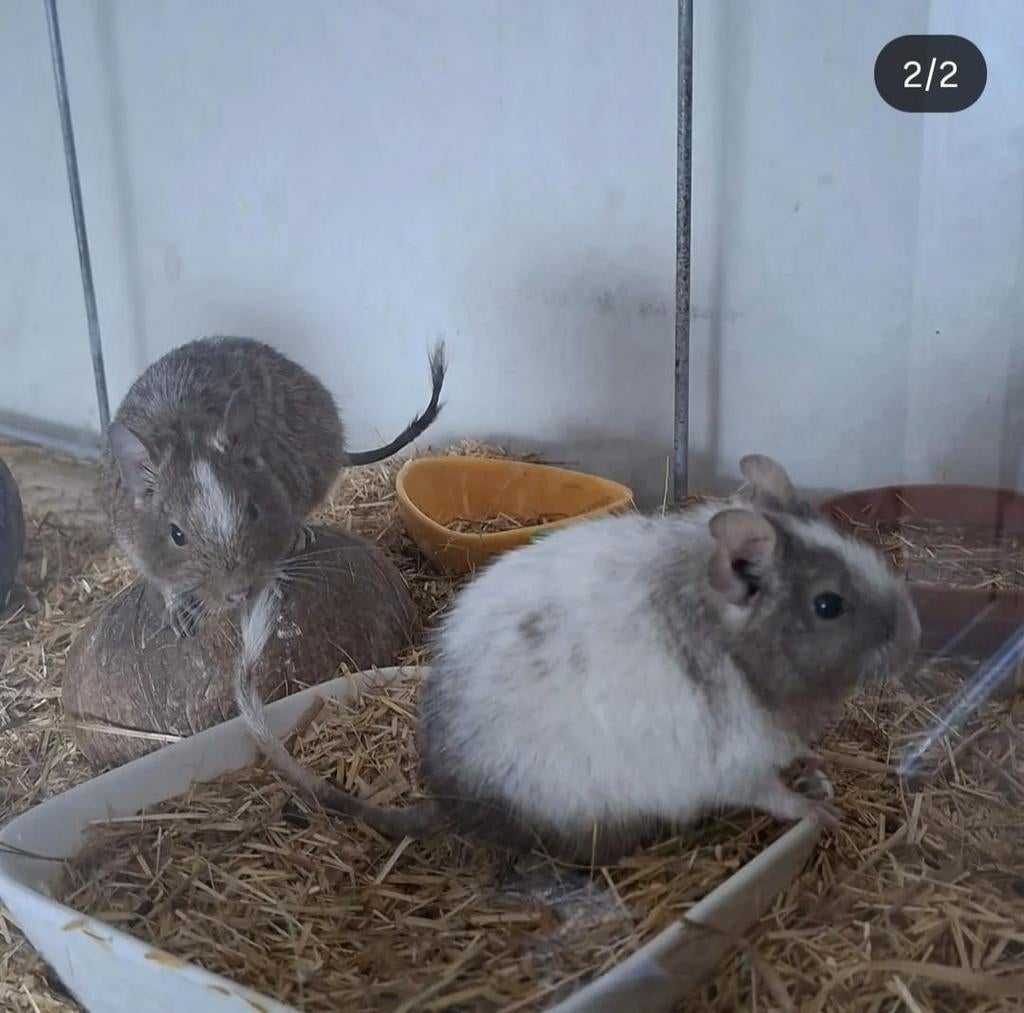 Degoes mannetjes, Mâle, Petit, 0 à 2 ans