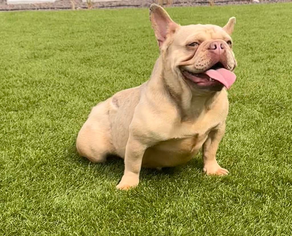 Isabella franse bulldog teefje herplaatser 2 j, 1 à 2 ans, Hépatite contagieuse (maladie de Rubarth), Chienne, Belgique