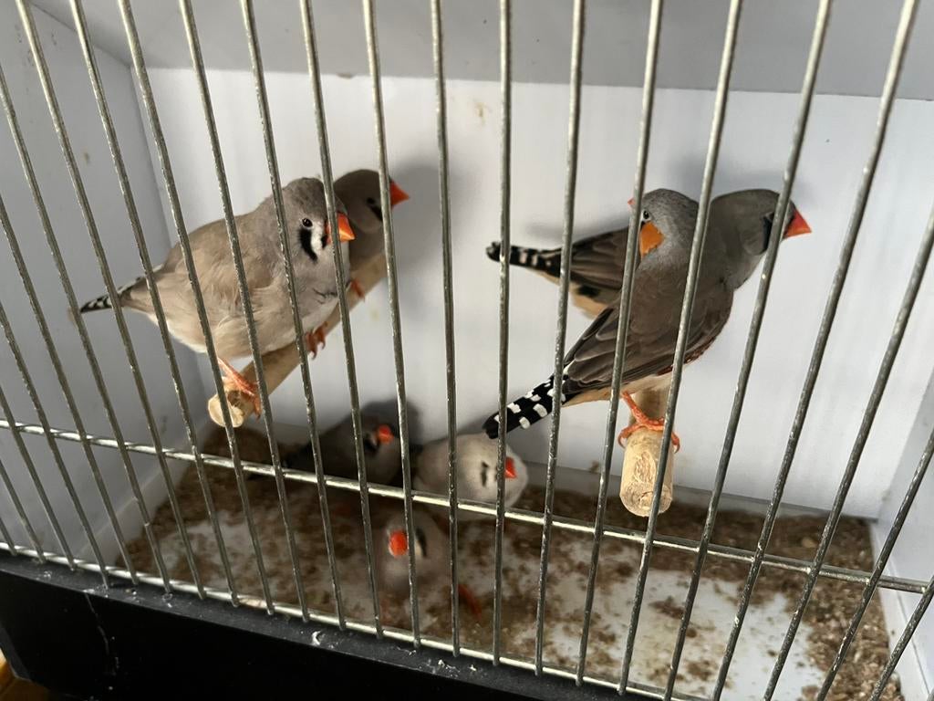 Zebravinken, Dieren en Toebehoren, Vogels | Overige Vogels