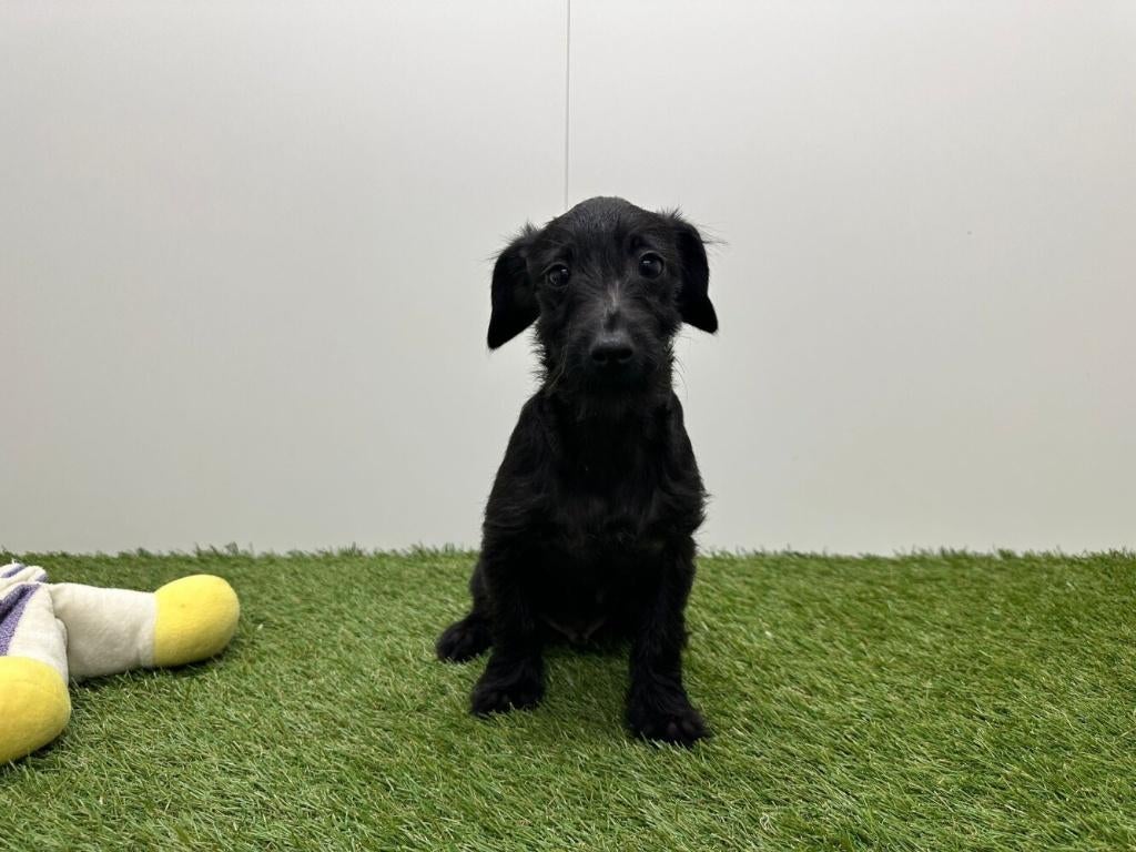 Chiots croisés Teckel et Yorkshire Terrier, Hépatite contagieuse (maladie de Rubarth), Plusieurs, Belgique, Plusieurs animaux