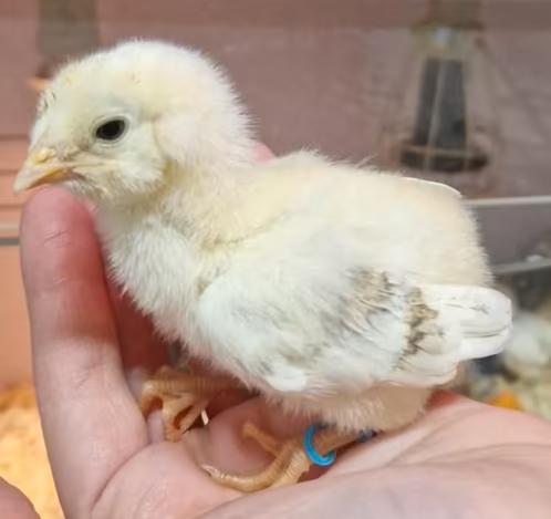 Araucana kriel bolstaart kuikens ( blauwe eieren), Dieren en Toebehoren, Pluimvee