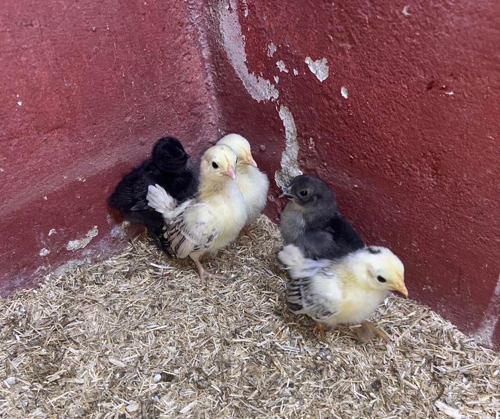 5 Serama kuikens, Dieren en Toebehoren, Pluimvee, Geslacht onbekend