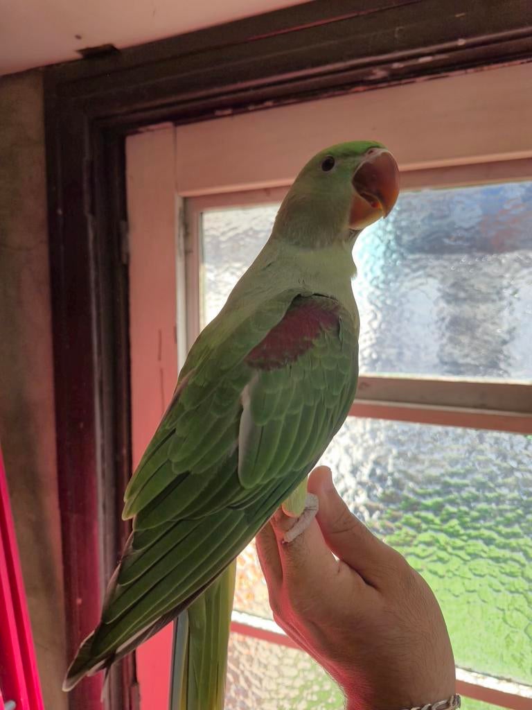 Grote Alexanderparkiet, Dieren en Toebehoren, Geringd