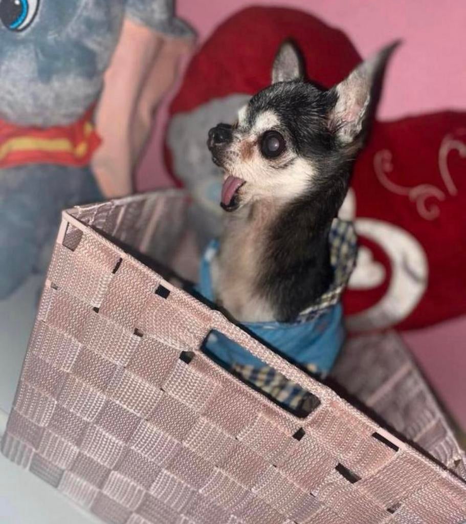 Je garde vos chiens et chats en famille pendant vos vacances