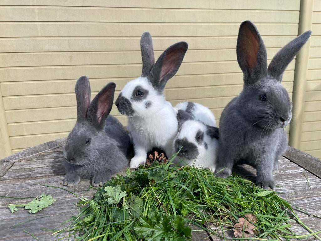 Reuzenvlinders Groot-Lotharingers blauw reuzen konijnen, Dieren en Toebehoren, Konijnen, Meerdere dieren, Groot, 0 tot 2 jaar