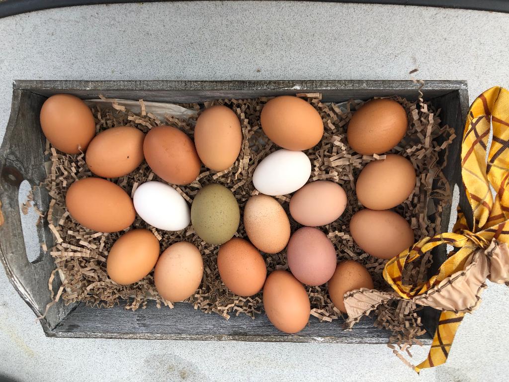 Broedeieren, Animaux & Accessoires, Volatiles, Poule ou poulet, Sexe inconnu