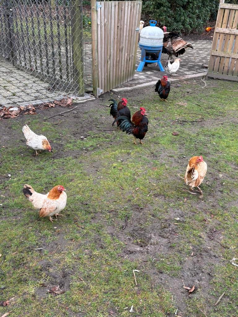 Broedeieren Serama kippen ( GRATIS VERZENDING), Animaux & Accessoires, Poule ou poulet