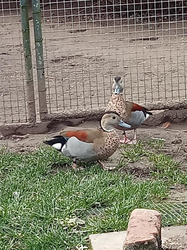 Roodschoudertalingen , Siereenden, Plusieurs animaux, Canard