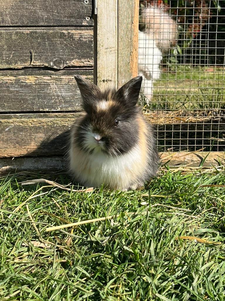 Mooi langharig dwergkonijntje, Dieren en Toebehoren, Konijnen, Vrouwelijk, Dwerg, 0 tot 2 jaar