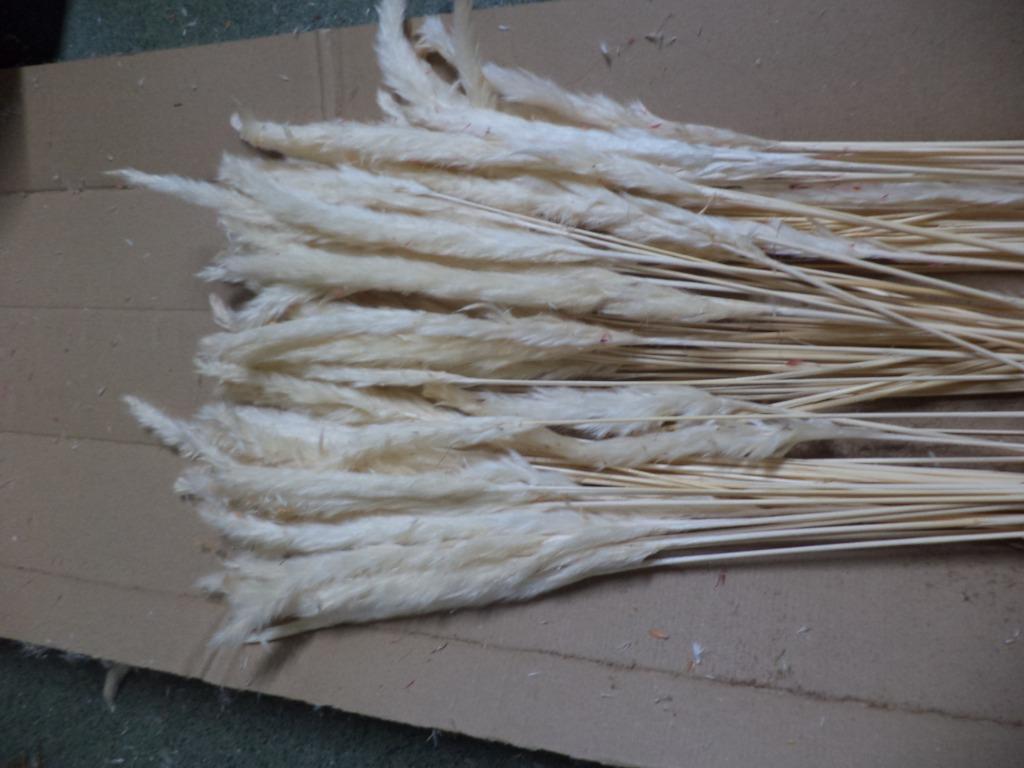 witte fluffy pampas, Huis en Inrichting, Woonaccessoires | Droogbloemen, Ophalen of Verzenden, Zo goed als nieuw