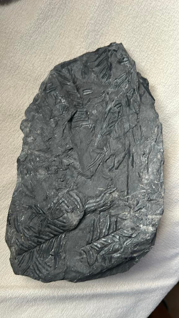 Fougère, Collections, Enlèvement ou Envoi