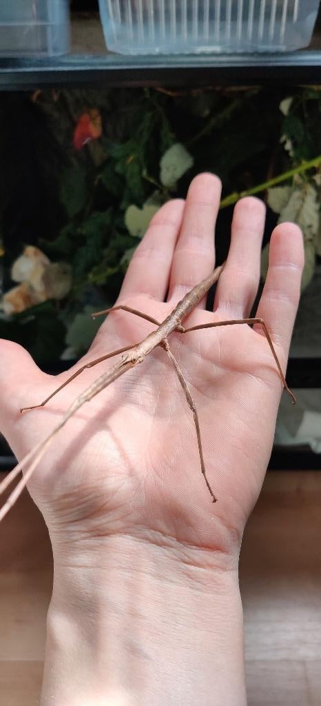 Wandelende takken - Entoria Ishigakiensis, Dieren en Toebehoren, Insecten en Spinnen, Wandelende tak