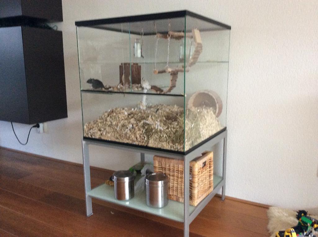 Terrarium op maat voor knaagdieren, Minder dan 60 cm, Ophalen of Verzenden, Minder dan 75 cm, Nieuw