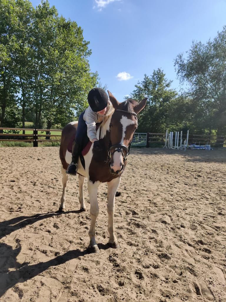 Paard gezocht, Dieren en Toebehoren, Ophalen of Verzenden