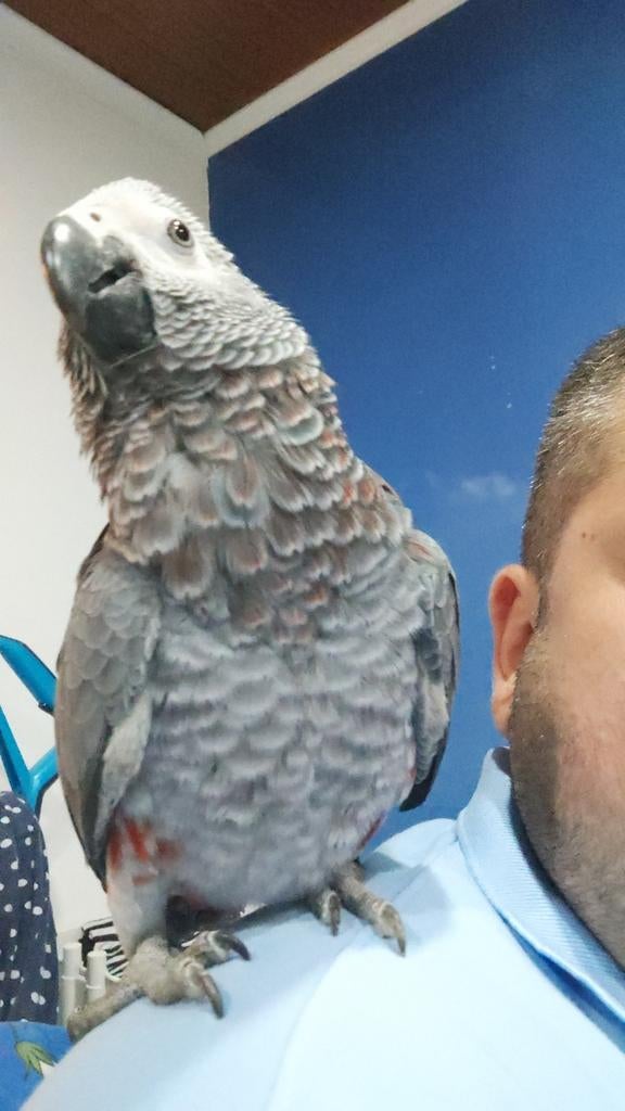 Gris de Gabon eam 10 mois, Dieren en Toebehoren, Vogels | Parkieten en Papegaaien