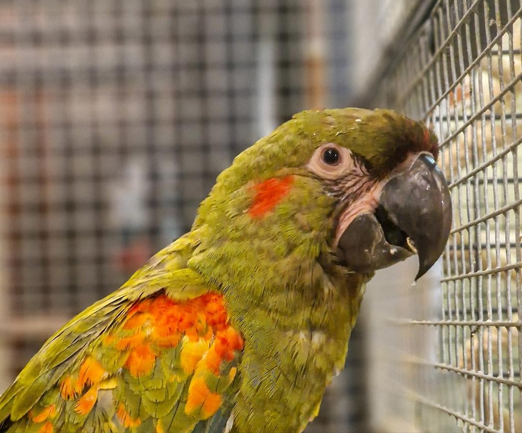 Roodoor Ara man, Dieren en Toebehoren, Vogels | Parkieten en Papegaaien