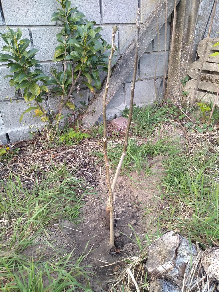 Walnotenboom, Tuin en Terras, Planten | Fruitbomen, Ophalen, Minder dan 100 cm, Walnotenboom, Bloeit niet