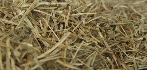 Anas de lin, qualité supérieure / LIVRAISON GRATUITE, Animaux & Accessoires, Mise à l'étable