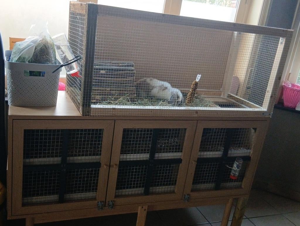 konijnenhok, Enlèvement, Cobaye