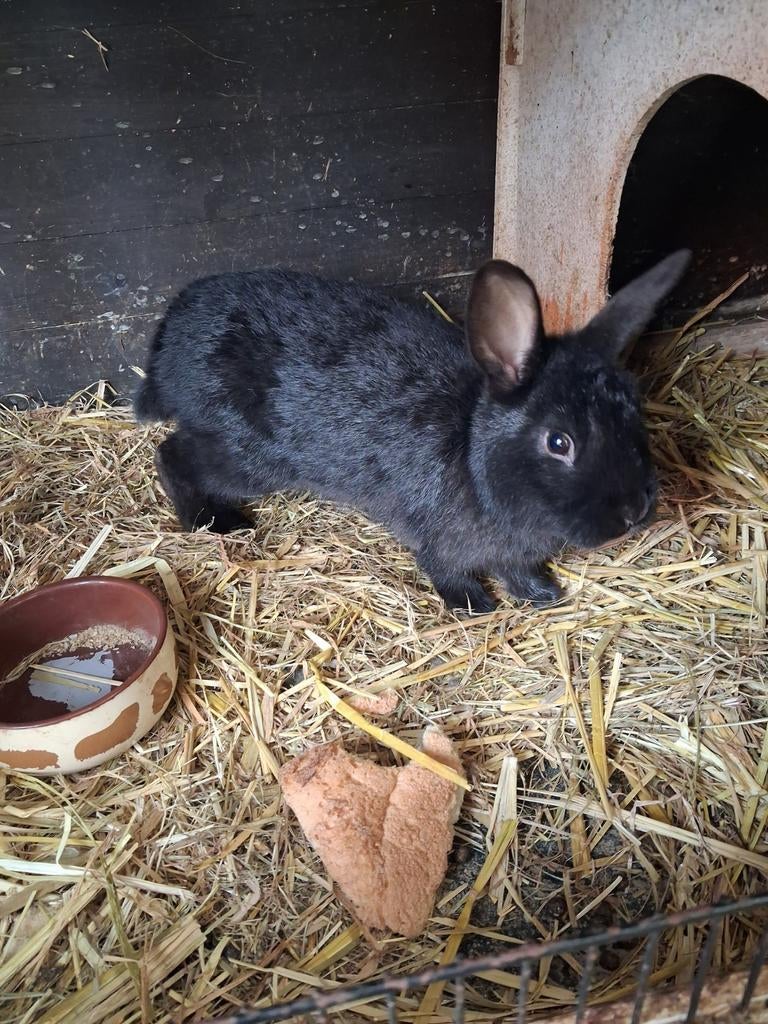 Konijn, Dieren en Toebehoren, Konijnen, Dwerg, Mannelijk, 0 tot 2 jaar