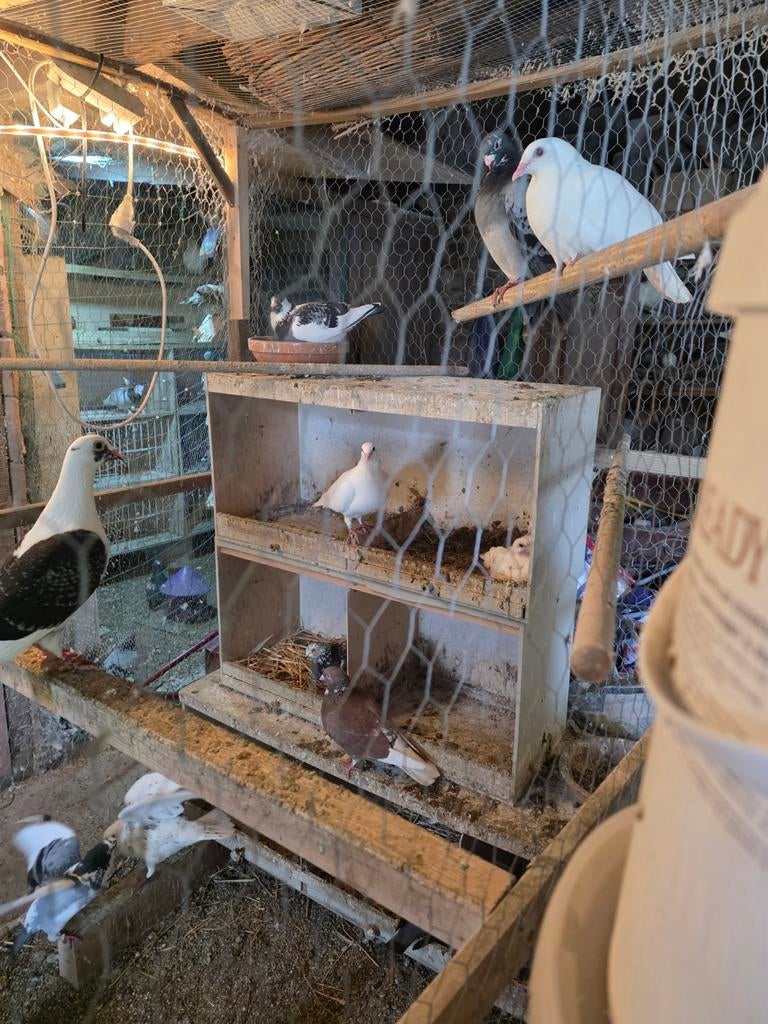 Duiven jongen, Dieren en Toebehoren