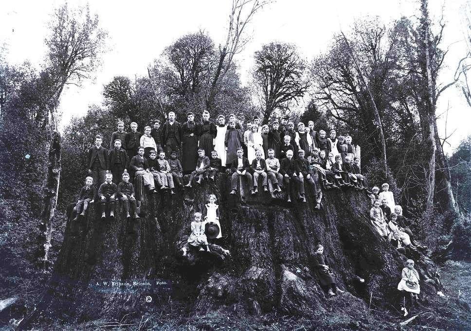 Coast Redwood bomen: hoogste boom ter wereld, 115 meter hoog, Halfschaduw, Overige soorten, 100 tot 250 cm, Ophalen