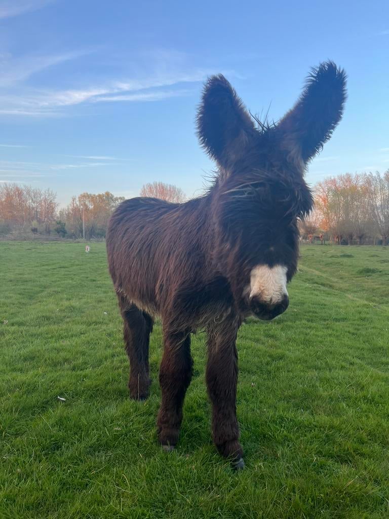Ezel hengst poitou, Dieren en Toebehoren, Overige Dieren, Augustus, Mannelijk