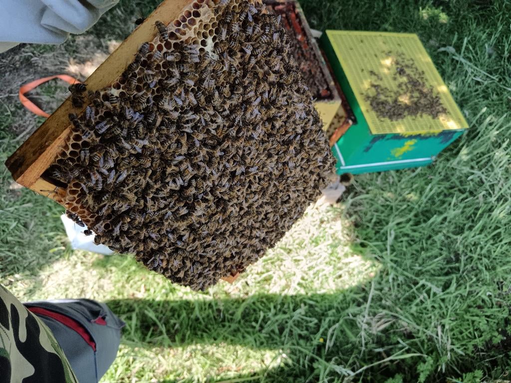 Bijenvolk Carnica op Simplex, Dieren en Toebehoren, Insecten en Spinnen, Bijen