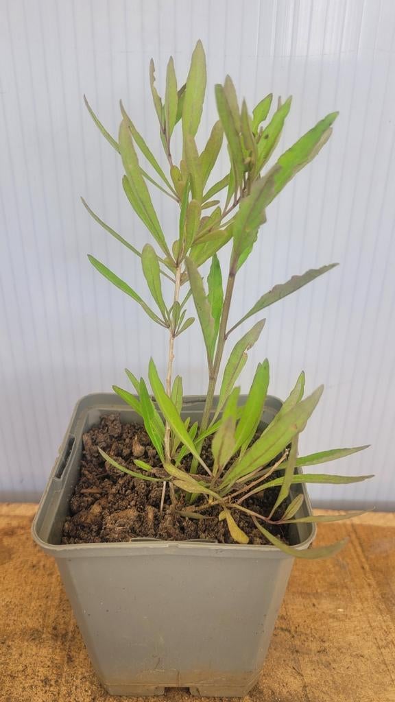 Gojibes (geel + oranje), Tuin en Terras, Ophalen, Volle zon, Vaste plant, Zomer