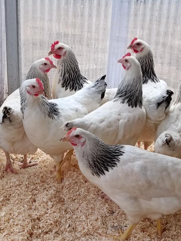 witte kippen sussex en leghorn 0499/082381, Dieren en Toebehoren, Pluimvee, Vrouwelijk, Kip