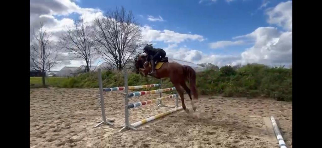 Sprinpaard zangersheide 4 jaar, Animaux & Accessoires