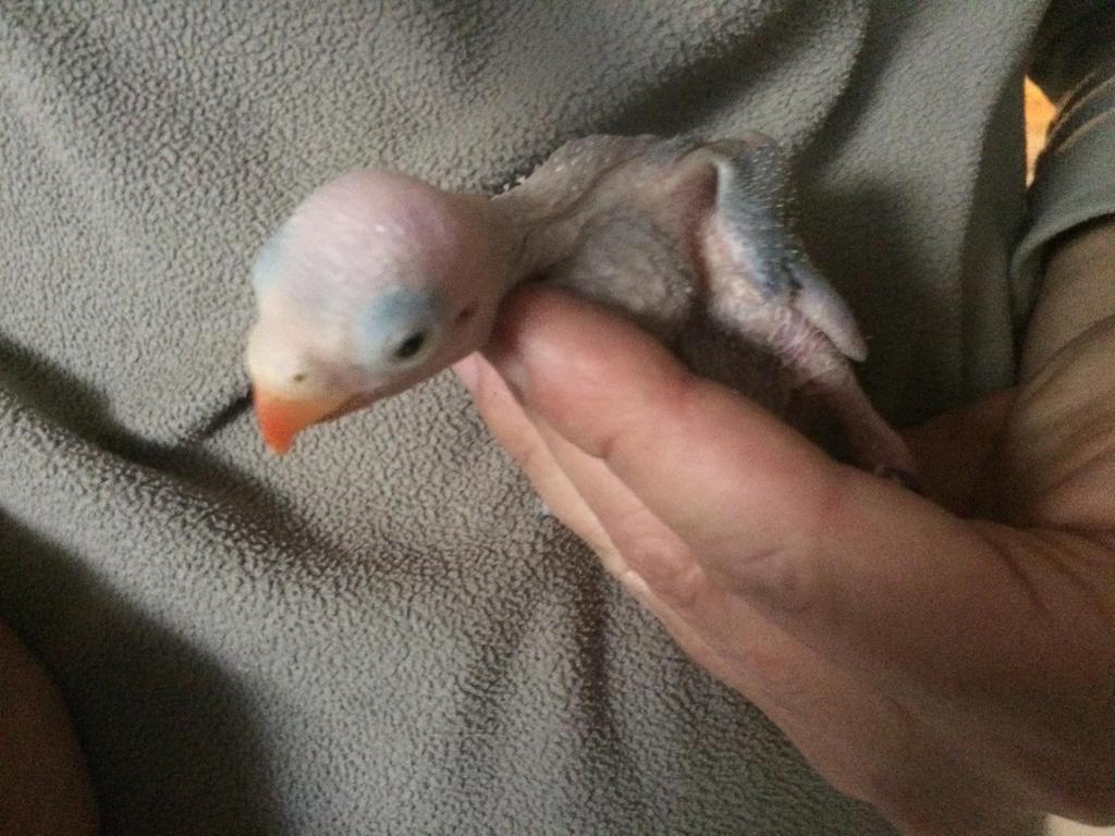 Handtamme halsbandparkiet, Dieren en Toebehoren