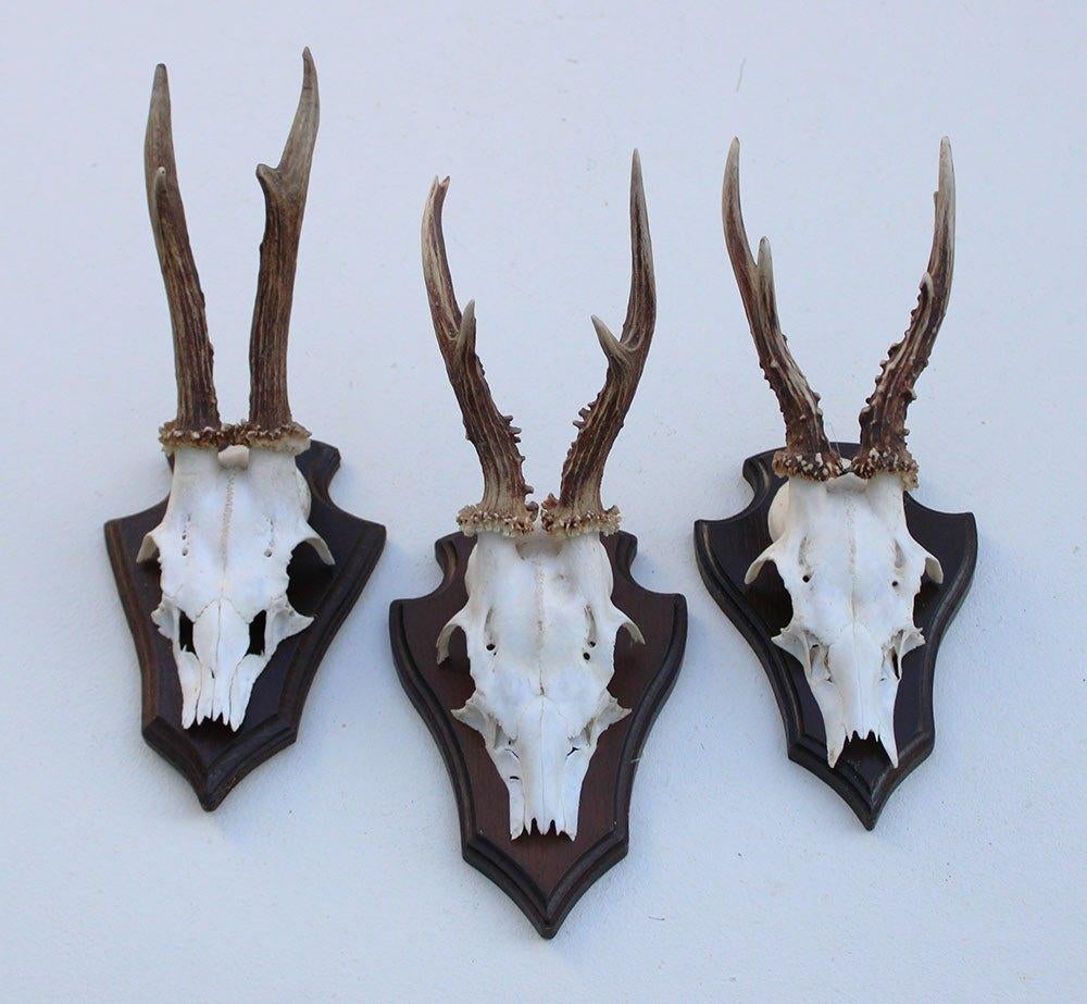 3 x REE GEWEI op houten schild - met kaakdeeltjes (ref. K), Verzamelen, Dierenverzamelingen, Gebruikt, Gewei of Kop, Hert, Ophalen of Verzenden