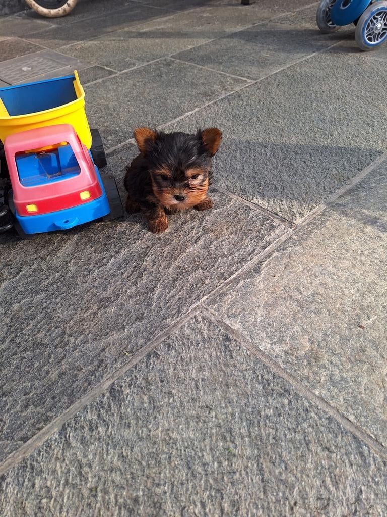 Mini Yorkshire terriër pups, Yorkshire Terrier, Belgique, Plusieurs, Hépatite contagieuse (maladie de Rubarth)