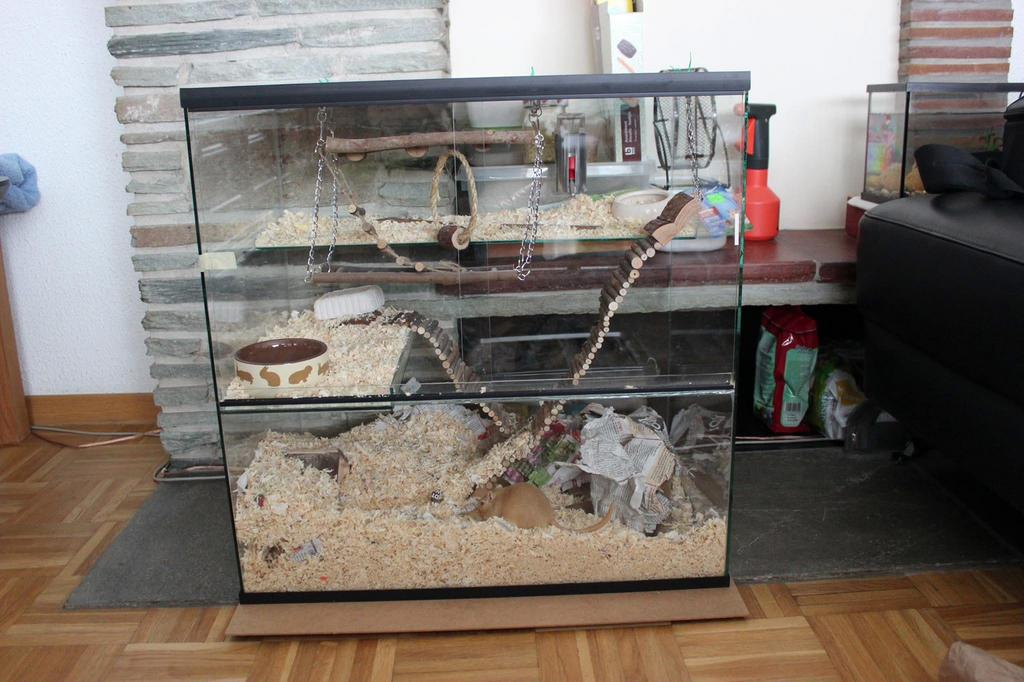 Terrarium knaagdieren, Enlèvement, Utilisé, Niche, Rat