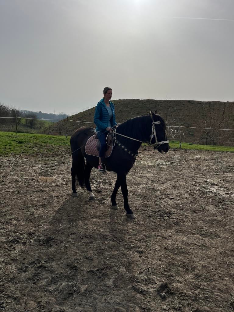 Hongre espagnole de 18 ans a vendre, Enlèvement