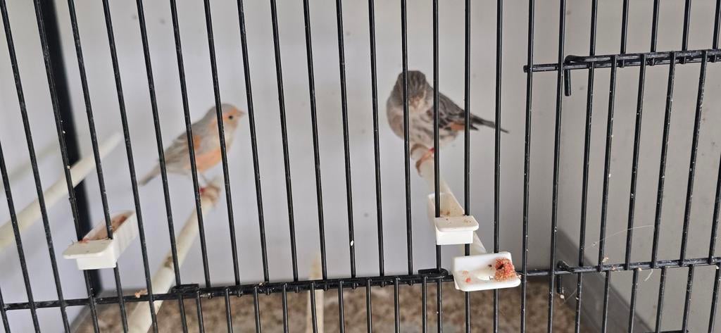 Koppel rood agaat mozaiek kanaries