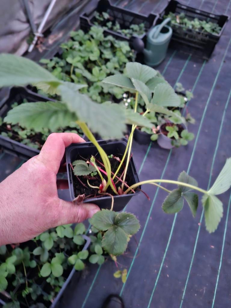 aardbeiplanten elsanta 0.80euro, Tuin en Terras, Planten | Tuinplanten, Ophalen