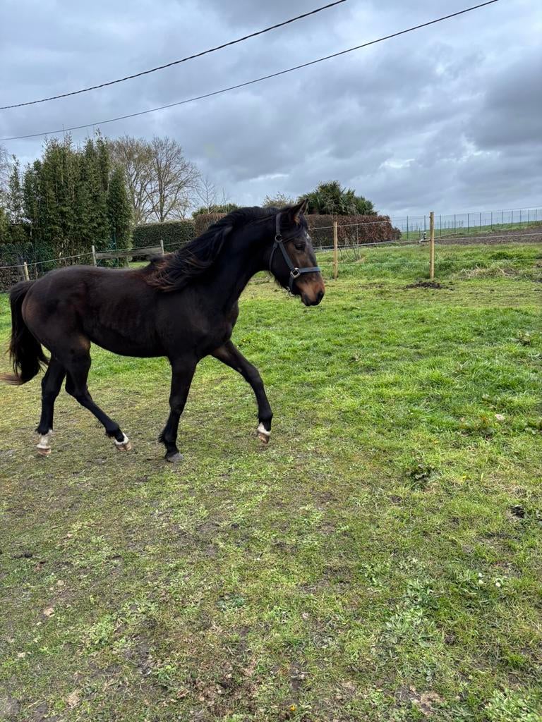 2 jaarse te koop, Dieren en Toebehoren, Paarden, Hengst, Springpaard