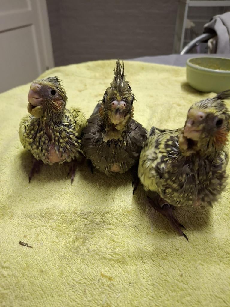 Valkparkieten, Dieren en Toebehoren, Vogels | Parkieten en Papegaaien, Tam